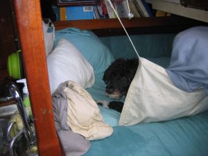 Pets like leeclothes, too!